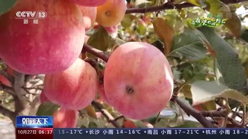 在希望的田野上丨多地特色經濟作物迎來收獲 助農持續增收