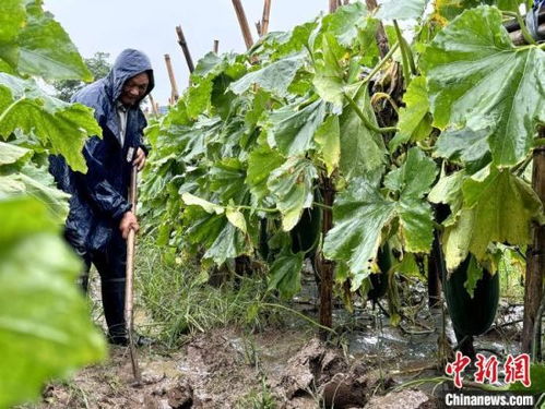 災后處方 保生產 湖南南縣農技專家田間 把脈