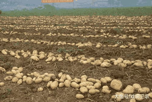 拿著高額補貼, 種糧大戶卻要堅持 退租 , 為何 老農說出真相