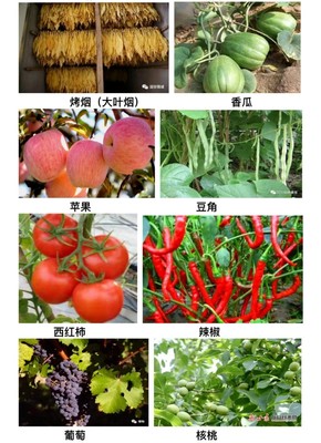 忻州市忻府區奇村鎮經濟作物種植綜述