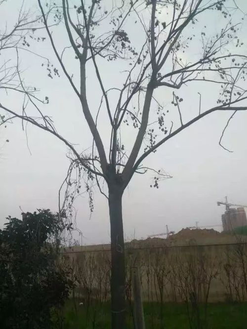 恭喜河南省鄢陵縣佰誠花木培育基地入駐苗木通 河南李俊民 質量