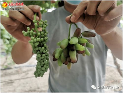 新疆農作物里的 稀罕物