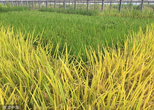 我國需要擔心糧食安全問題嗎 轉基因技術支撐很重要 餐桌上的物種