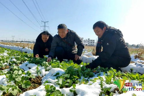 農技人員田間支招 南昌新建區保障農作物安全越冬