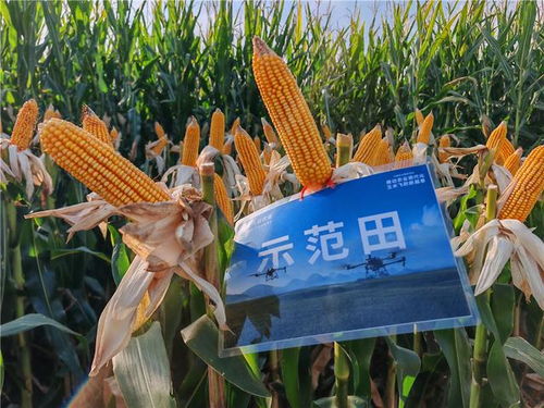大疆農業無人機,如何助我國第一大糧食作物增產10