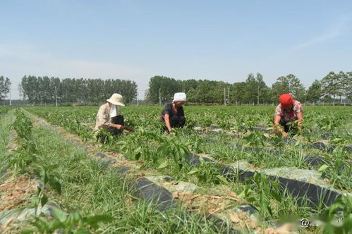 農民轉型經濟作物,不管投入大小,3個細節決定種植成敗