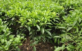 野生茶樹