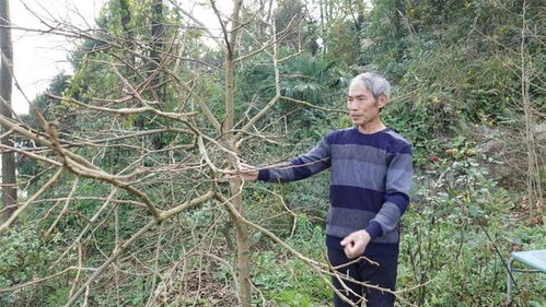 好人閔弟聰 一位閑不住的老支書