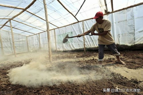 大棚經濟作物高產施肥要點,學會這些田間管理技術,至少增產20