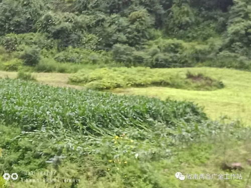 廣金工作積極應(yīng)對強降雨,全力組織防汛工作