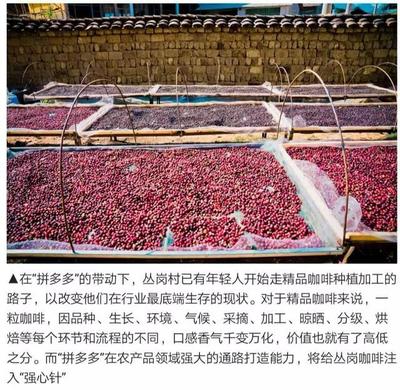 你在拼多多上隨手買的&ldquo;小粒咖啡&rdquo;,原來有很多故事