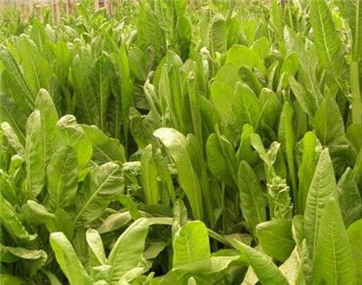 貴州氣候土壤適合種植哪些經(jīng)濟作物