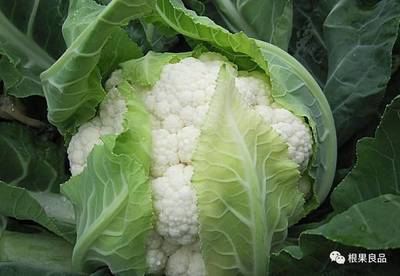 各種經(jīng)濟作物如何施用生物有機肥(下篇)
