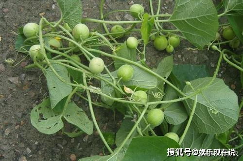 草叢里一種小西瓜,過去沒人摘,如今成經(jīng)濟作物,被大量種植