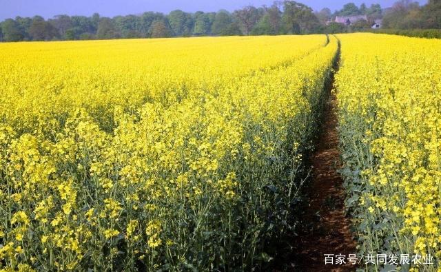 油菜籽:有效輪作,有利可圖的經濟作物