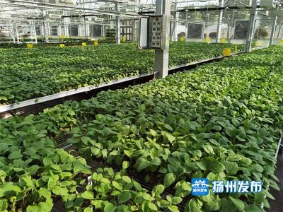 【鄉村振興&middot;視頻】高科技賦能蔬菜種植,工廠化一年育出500萬株&ldquo;致富苗&rdquo;