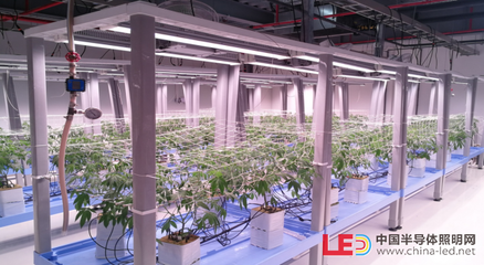 【極智課堂】中科三安李晶:LED植物工廠及育苗的產業化