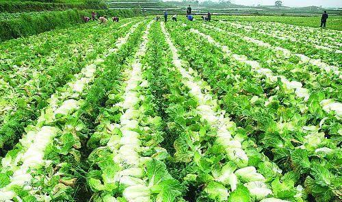 農民種植它,扔一半賣一半,一樣能年入十多萬