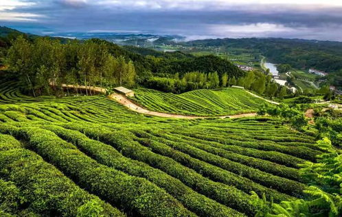湖北省春茶質效雙升,產銷兩旺