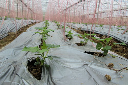專家組一行赴海南,就經濟作物應用松土促根土壤改良技術進行調查