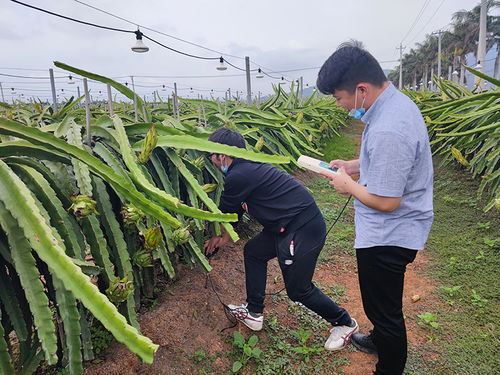 專家組一行赴海南,就經濟作物應用松土促根土壤改良技術進行調查