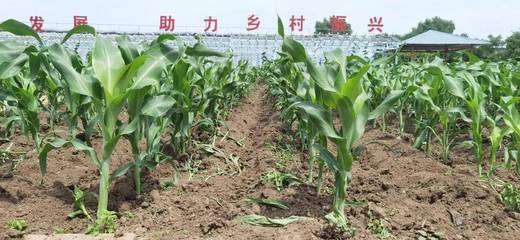 種植什么經濟作物最賺錢?--探尋致富秘籍