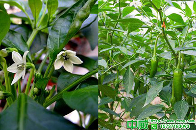 辣椒施什么肥茬茬都高產,用肥不同收益差異大