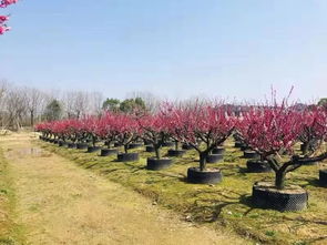 花木種植百問▕ 林博士 今天說 什么時候是防病治蟲的最關鍵時期