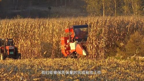 我市加快秋收進度 全力確保顆粒歸倉