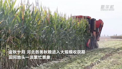 河北大規(guī)模秋收有序開展 特色作物次第成熟