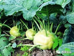 各種經(jīng)濟(jì)作物如何施用生物有機(jī)肥(下篇)_寵物_網(wǎng)
