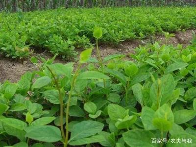 不同質(zhì)地的土壤分別適合種植哪些經(jīng)濟(jì)作物?記得收藏