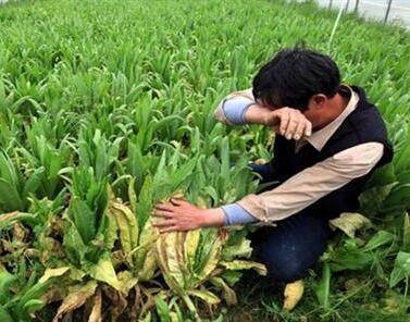 今年農(nóng)民的欲哭無淚,種什么農(nóng)作物才能賺錢,農(nóng)民:我們?cè)撛趺崔k!