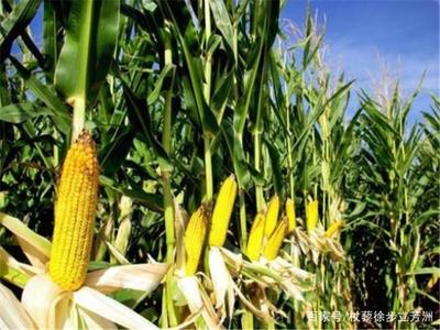 玉米是一種經(jīng)濟(jì)作物,如果想要產(chǎn)量更高,應(yīng)該怎么做