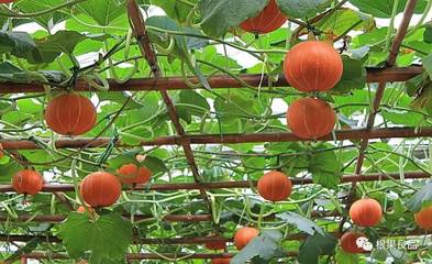 各種經(jīng)濟(jì)作物如何施用生物有機(jī)肥(下篇)