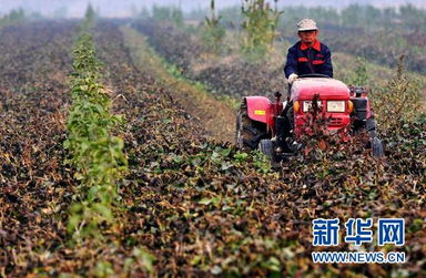 城市霧霾天氣頻發 各地探索秸稈利用環保路