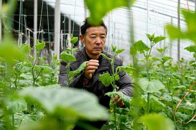 傳統糧食作物效益過低,農民種田不賺錢,種植經濟作物成&ldquo;新寵&rdquo;
