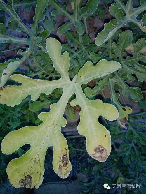 現階段打瓜葫蘆等經濟作物該如何管理 病害多該怎么辦