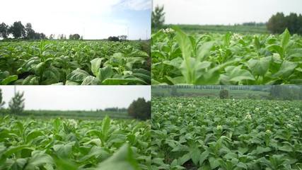 種植經(jīng)濟(jì)作物種植經(jīng)濟(jì)作物