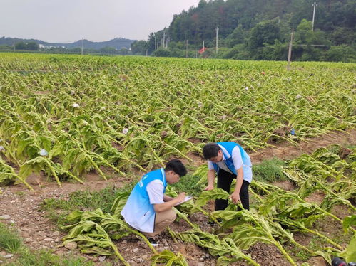 國元保險(xiǎn) 快速理賠走在前 農(nóng)戶吃下 定心丸