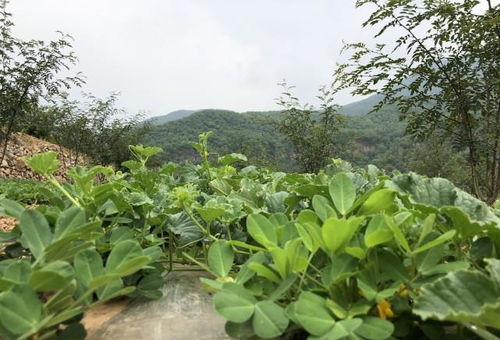 種什么農作物成本低,利潤高,還能穩賺不賠 看看這種野生植物吧
