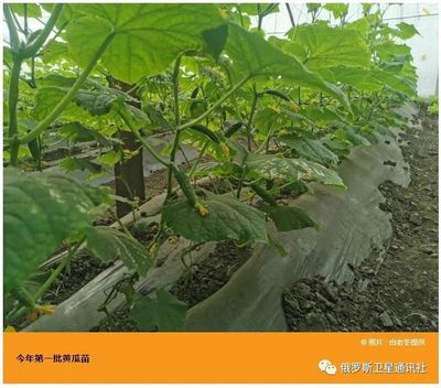 人物 | 農場主把中國溫室大棚技術帶到俄羅斯