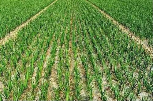 開拓鄉(xiāng)村發(fā)展新局面,河南通許縣高新區(qū)召開社區(qū) 三鞏固 三提升 活動推進(jìn)會
