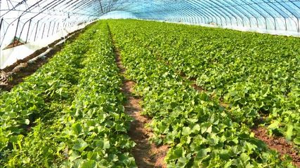 農安縣:因時因勢優化種植結構 特色經濟作物遍地開花