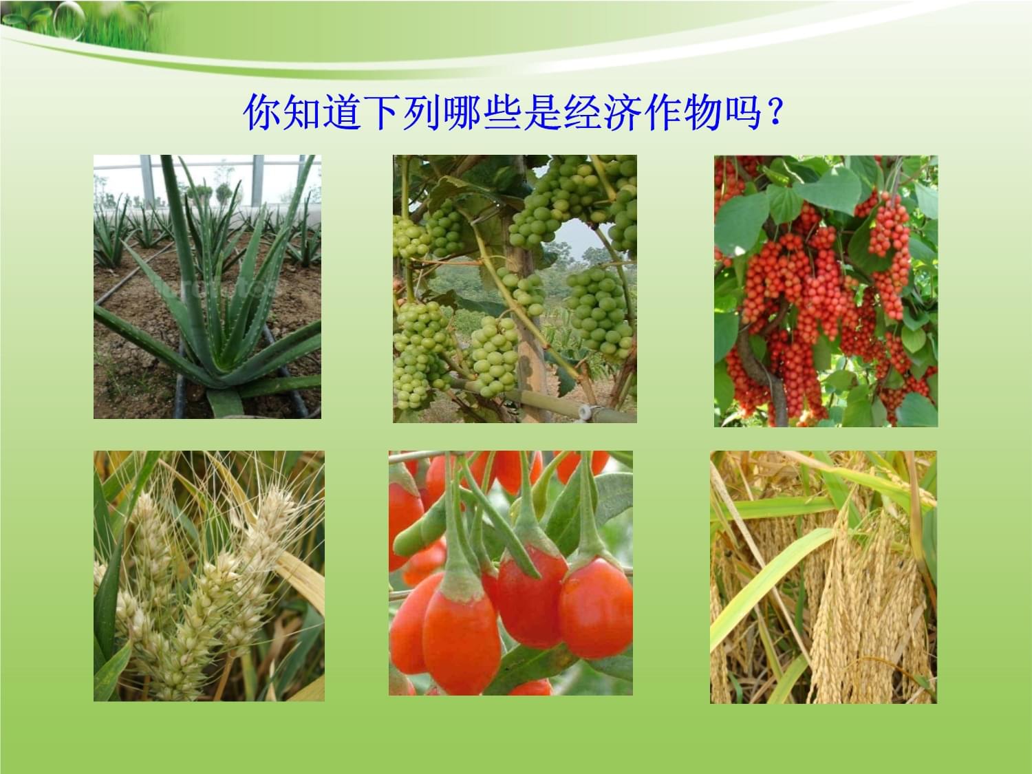 二主要經濟作物的分布畜牧業分布 完整版課件
