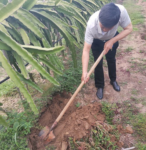 專家組一行赴海南,就經濟作物應用松土促根土壤改良技術進行調查