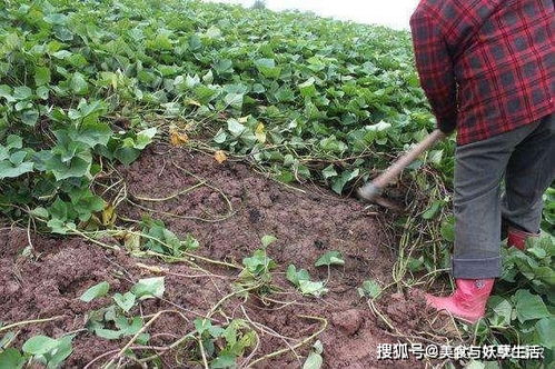常被誤認(rèn)為轉(zhuǎn)基因,富含花青素,曾在網(wǎng)絡(luò)上走紅,如今卻銷(xiāo)聲匿跡