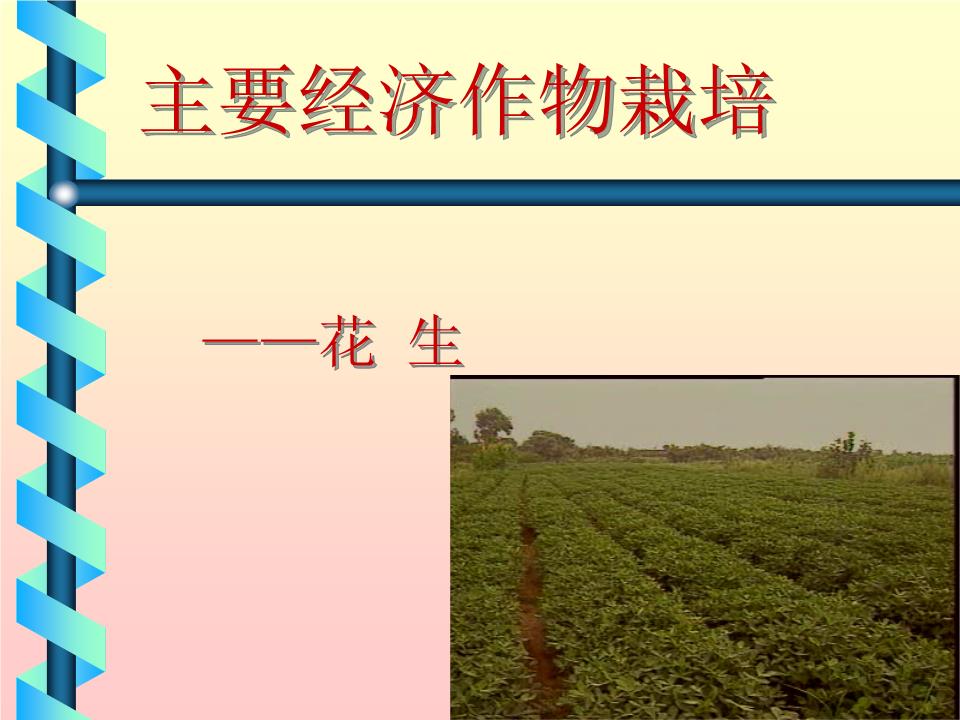 主要經濟作物栽培-花生分析