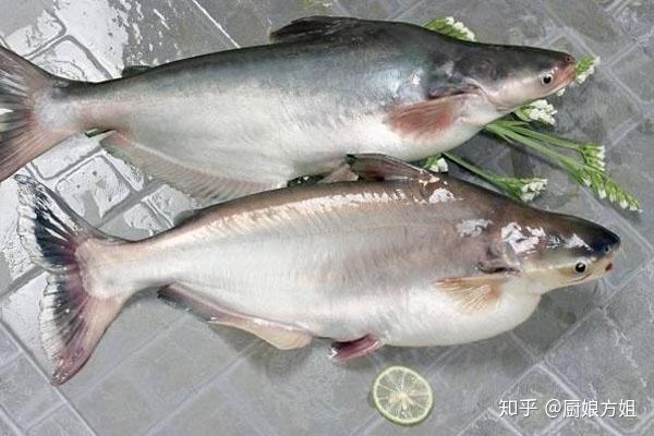 龍利魚和巴沙魚有什么區別