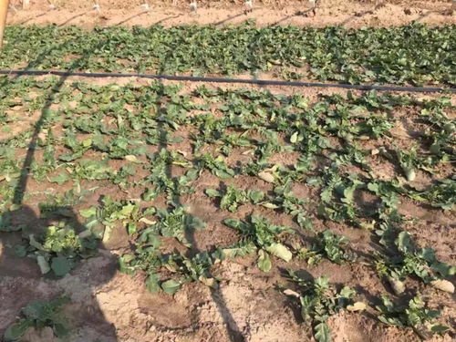 山東巴迪生物 b embc復合微生物酵素在經濟作物上的應用